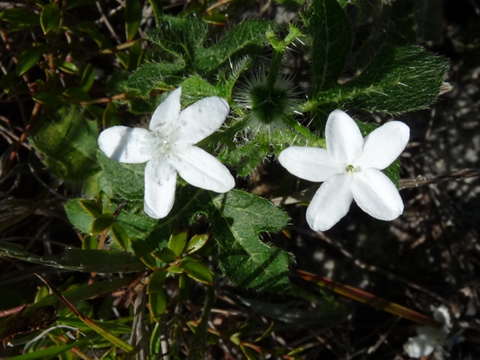 {Cnidoscolus stimulosus}